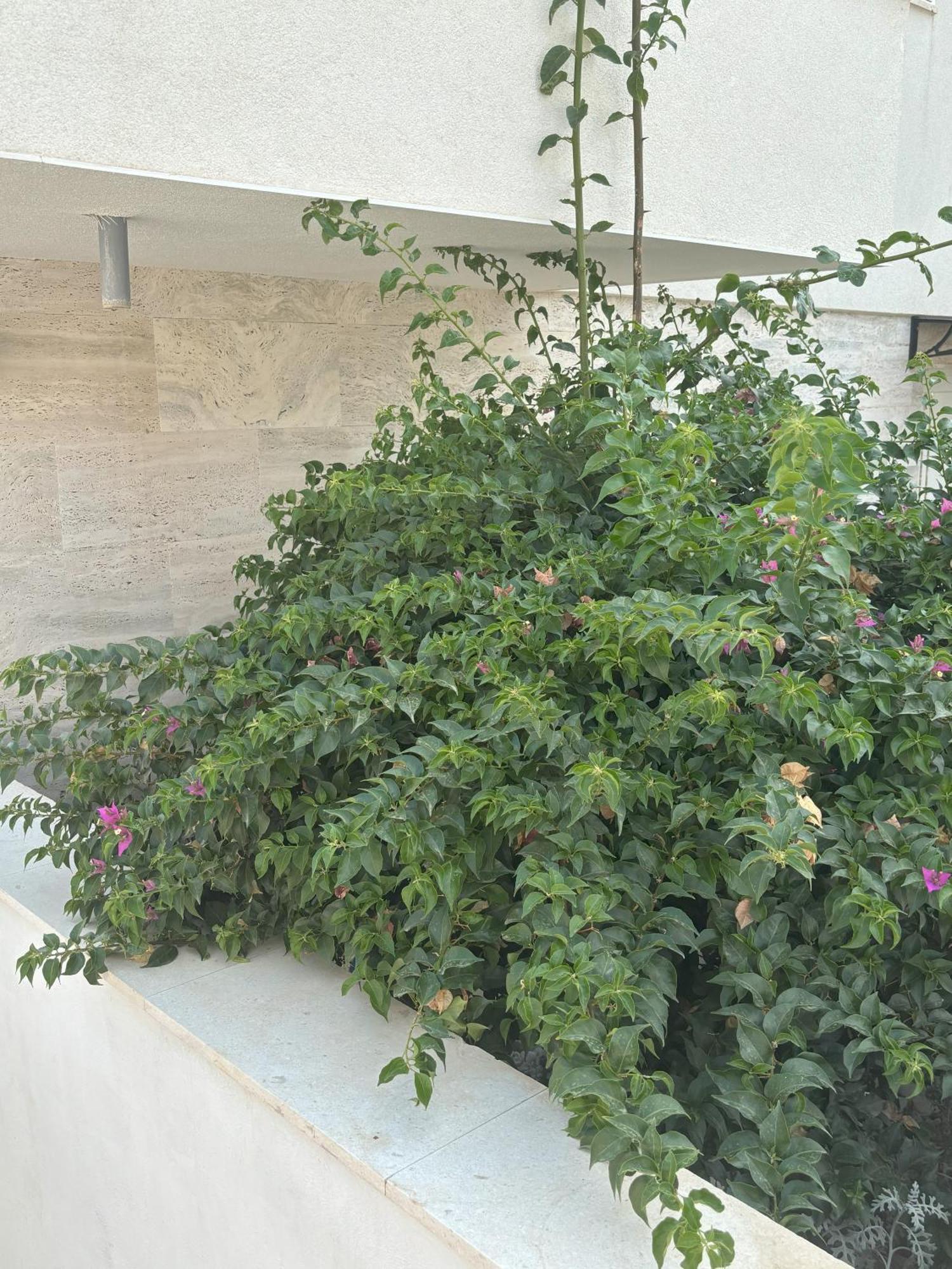 Vila Regina Apartment Rex With Swimming Pool イェゼラ エクステリア 写真